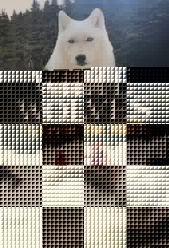 White Wolves - A Cry in the Wild II