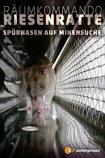 Le rat de Gambie, as du déminage