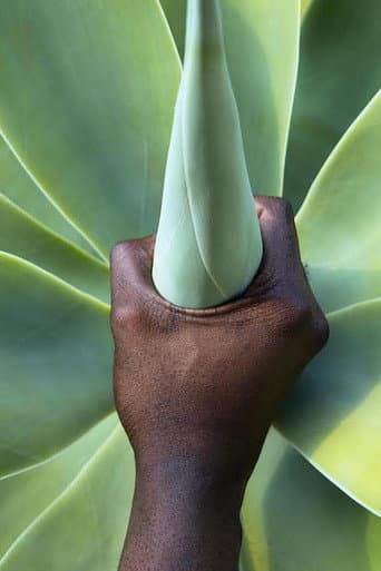 Plant Magic