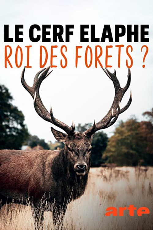 Le cerf élaphe, roi des forêts ?