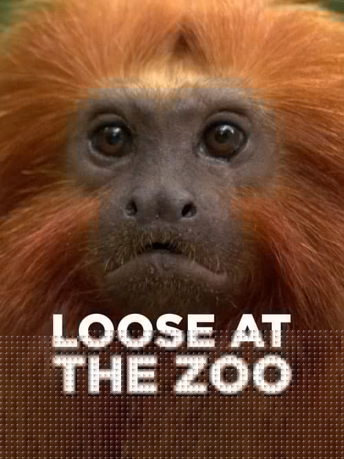 Loose at the Zoo