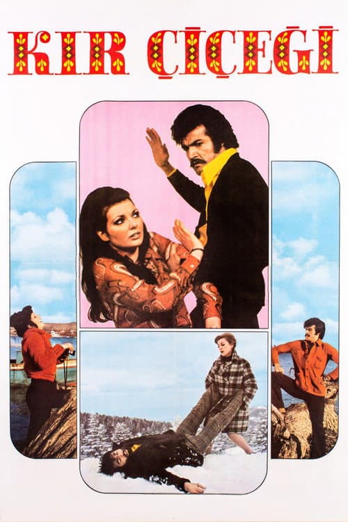 Kır Çiçeği