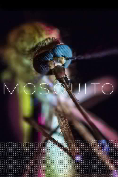 Mosquito