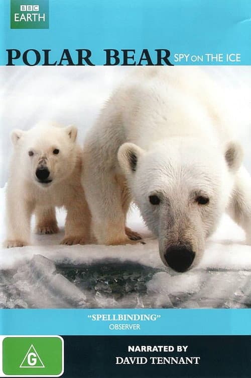 Caméra cachée - Ours espionnés