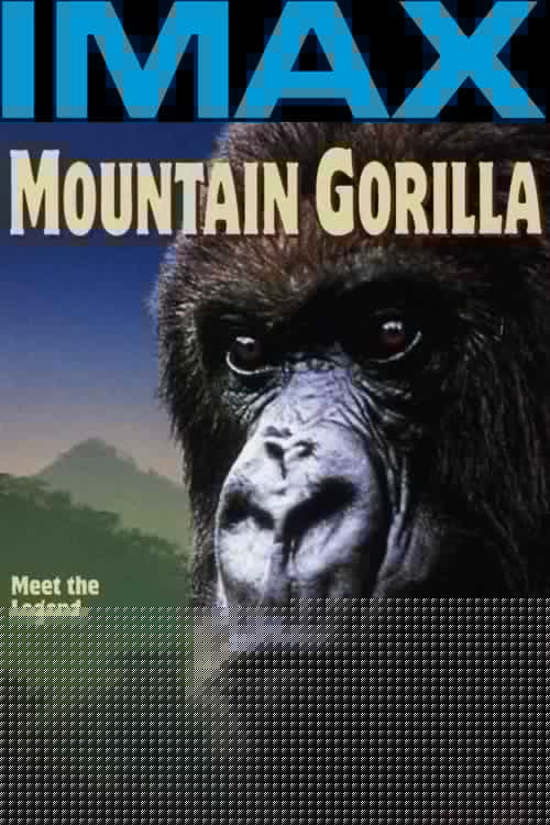 Mountain Gorilla