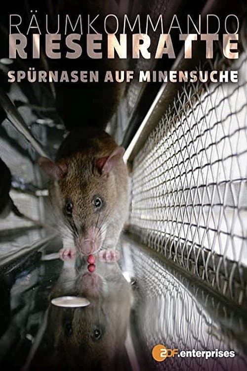 Le rat de Gambie, as du déminage