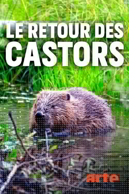 Le retour des castors : bâtisseurs de la nature