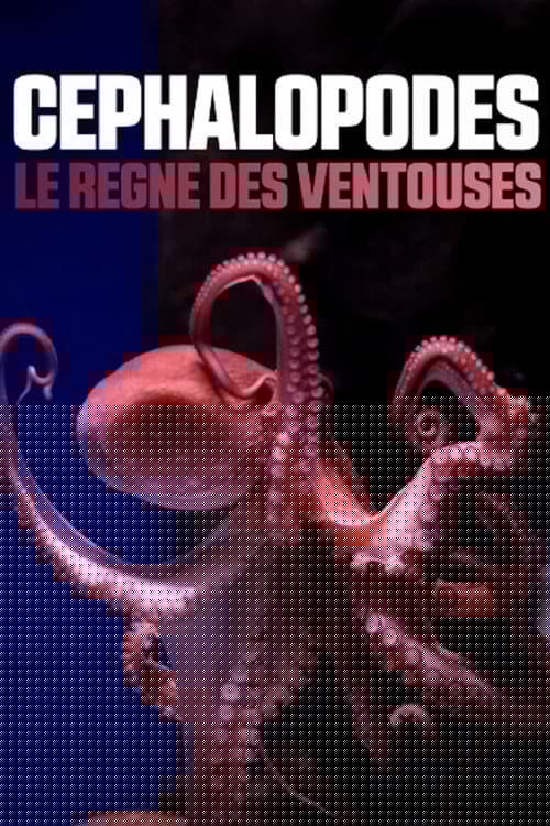 Céphalopodes : le règne des ventouses
