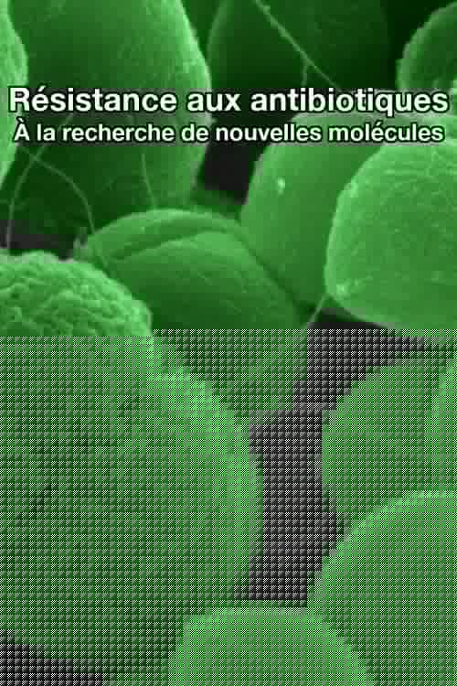 Résistance aux antibiotiques : À la recherche de nouvelles molécules